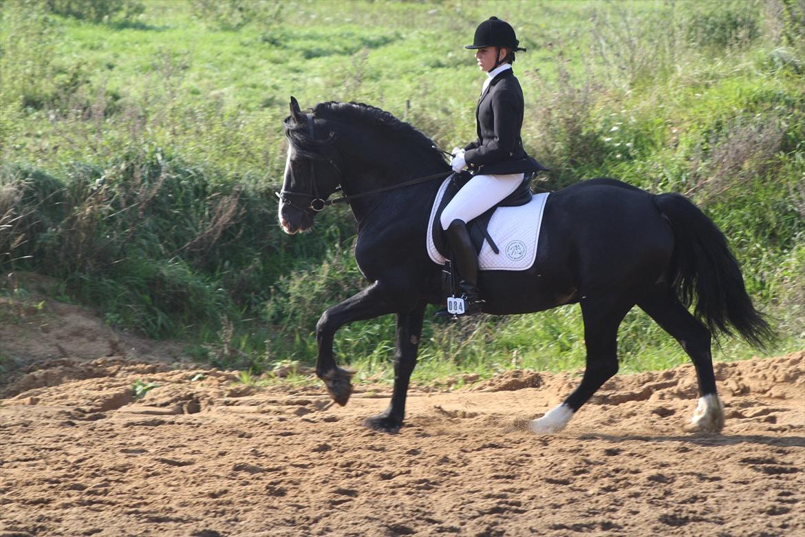 Welsh Cob (sec D) Derwen True To Form (R.I.P.) - Mig & True To, MGR sep. 2011. billede 17