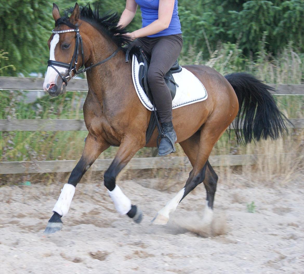 DSP Birkedals Maggie May  billede 10