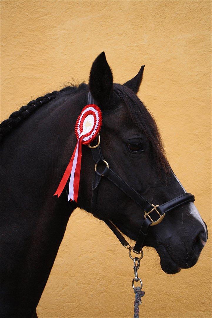 Welsh Cob (sec D) Derwen Genevieve (R.I.P.) - Vinder af LB% MGR sep. 2011-21år<3
FANTASTISK aflutning på eventyret med den fantastiske Genevieve:') billede 20
