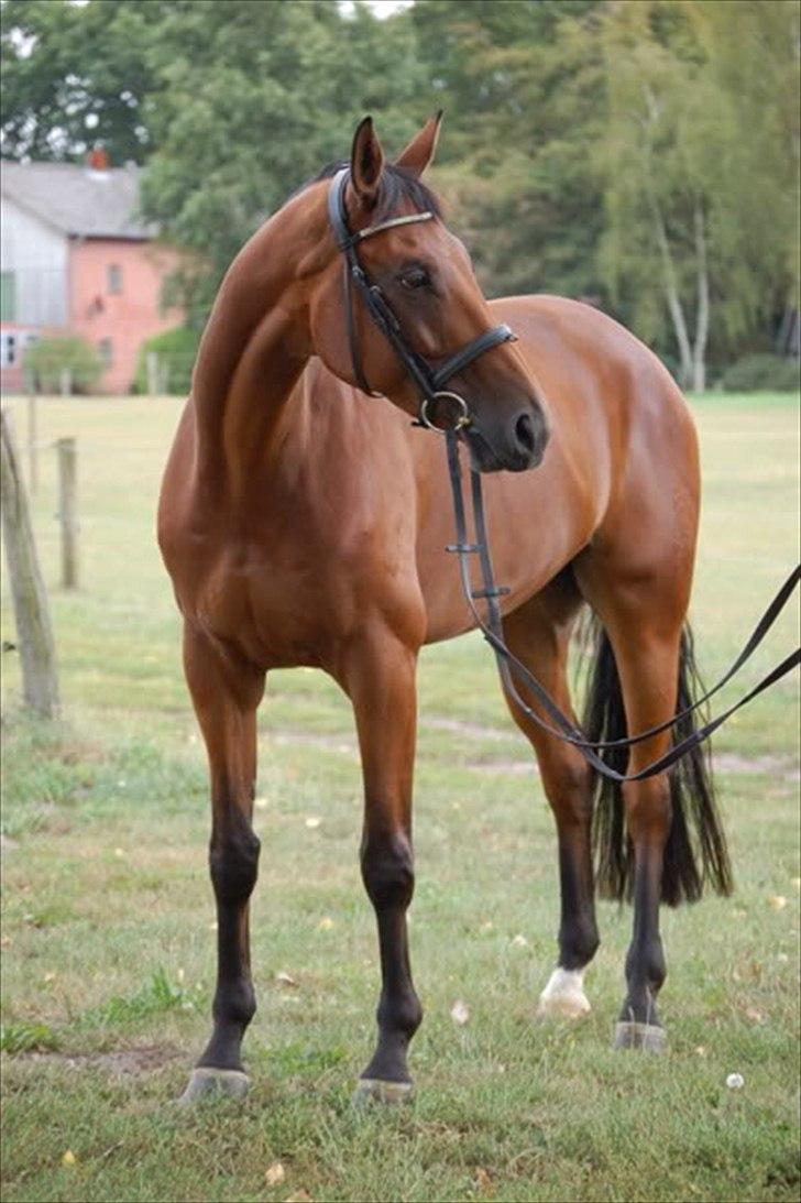 Anden særlig race                                          Otho billede 18