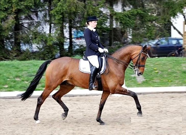 Anden særlig race                                          Otho billede 15