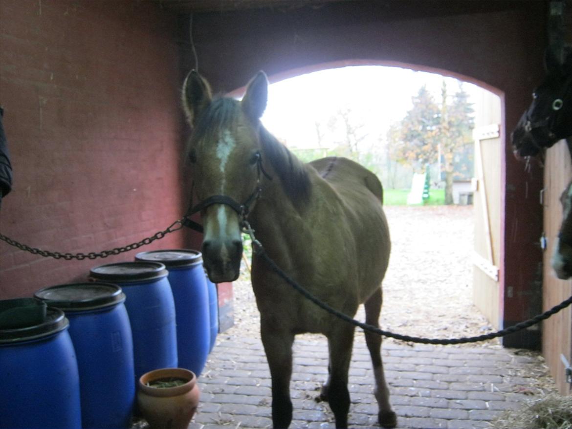 Anden særlig race Doré - Doré på staldgangen :)
Foto: Mig  billede 3
