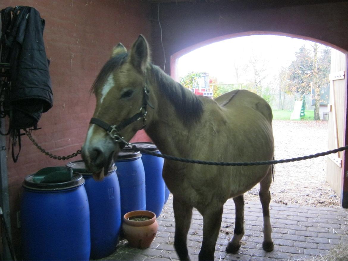 Anden særlig race Doré - Foto: Mig  billede 8