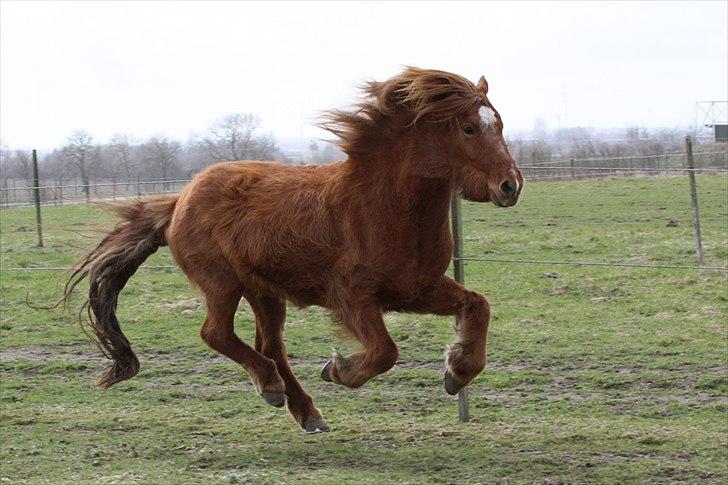 Islænder Bergdis Frá Króki - Vinterpels så det batter! billede 15