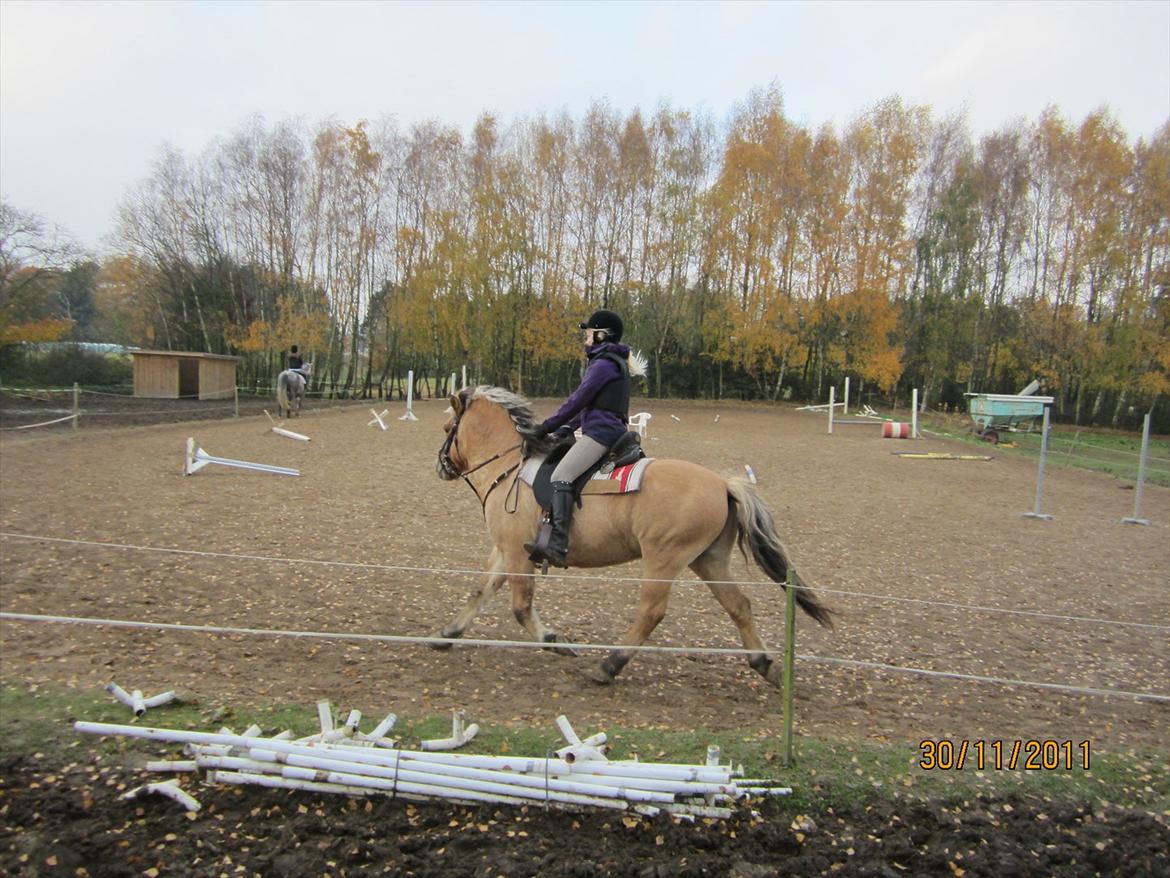 Fjordhest Frodo - Mig der prøver en slags westernsadel:D billede 11