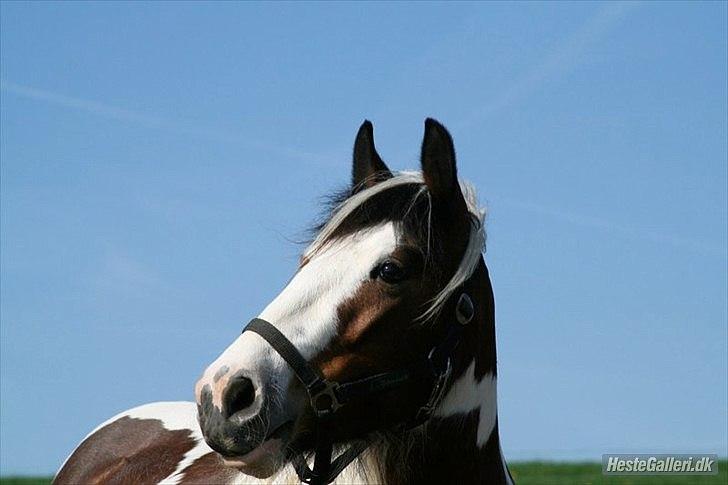 Irish Cob Rosenlunds Cosy Emmie - Emmie har fået øje på noget  :-) billede 5