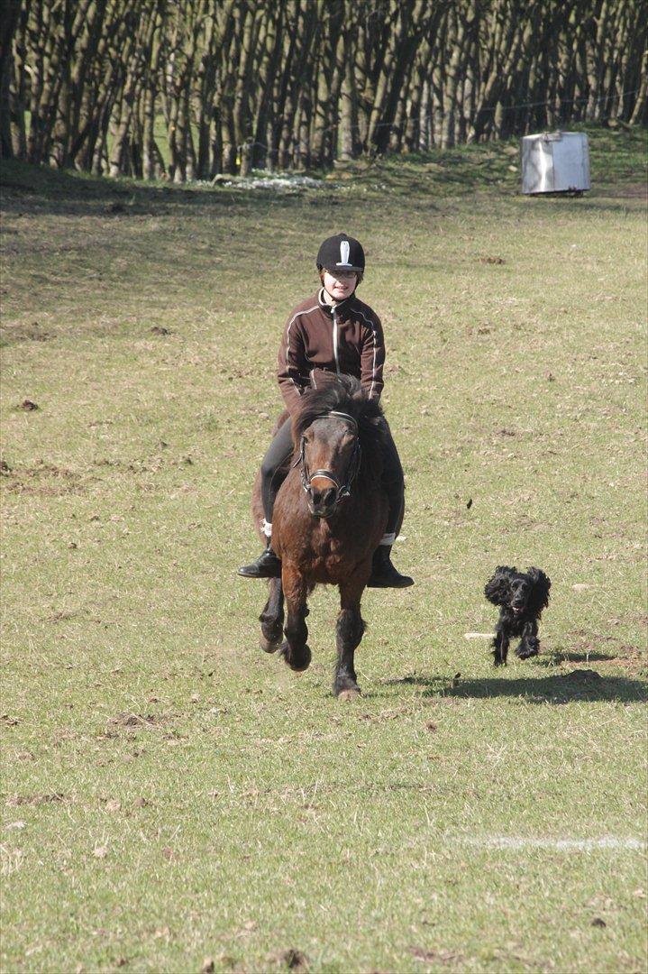 Dartmoor Molly - Molly og jeg i galop med Sophie (Soffy) ved siden af :-) Fra Tour de Skrødstrup med Line Skou (foto).
Tak for kigget :-) billede 20