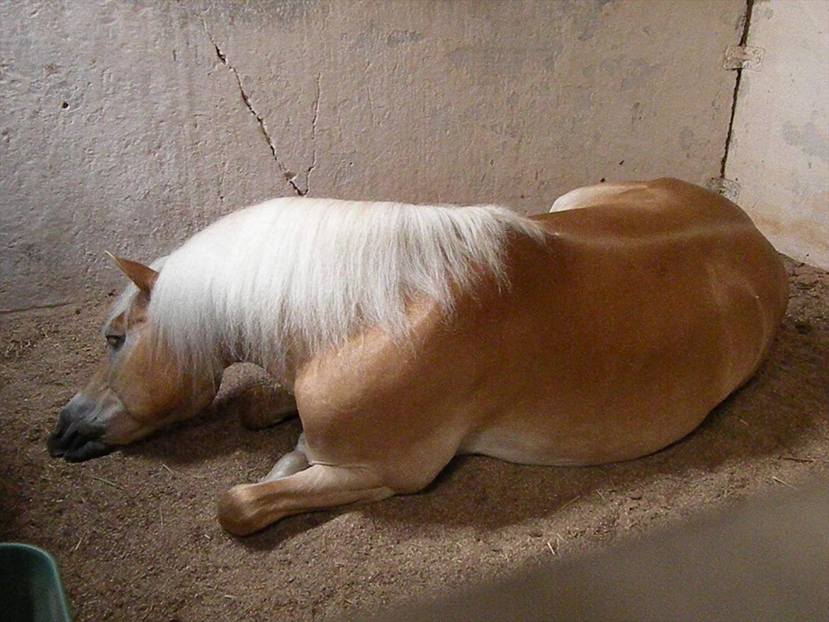 Haflinger MISTRAL (MALAWI) billede 5