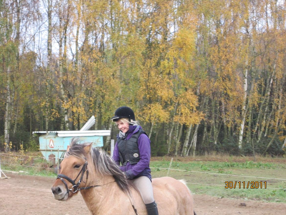 Fjordhest Frodo - Frodo jeg jeg der ridder uden sadel:P billede 9