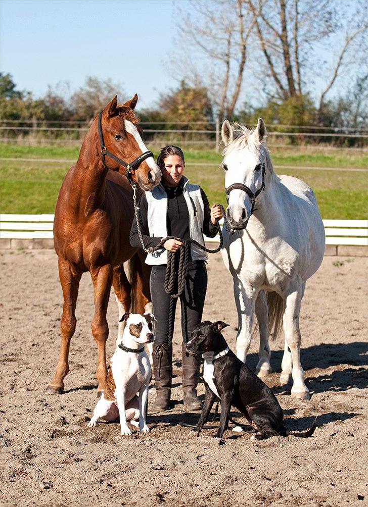 Anden særlig race Silverlea Picasso billede 17