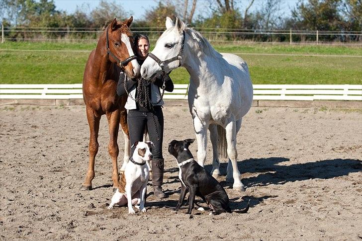 Anden særlig race Silverlea Picasso billede 18