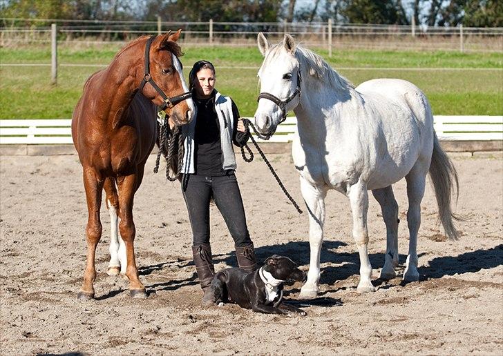 Anden særlig race Silverlea Picasso billede 19