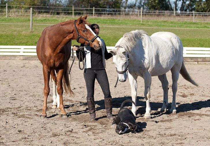 Anden særlig race Silverlea Picasso billede 9