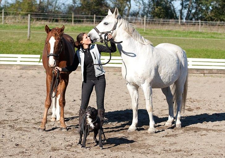 Anden særlig race Silverlea Picasso billede 20