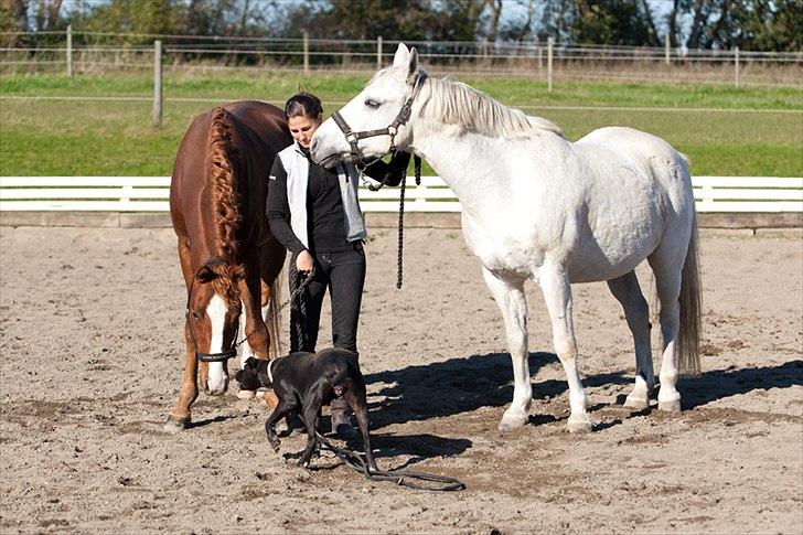 Anden særlig race Silverlea Picasso billede 12