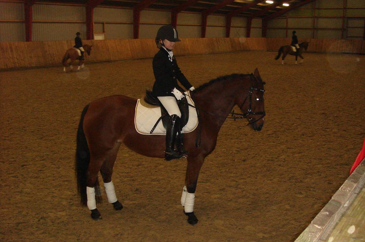 DSP Bæklunds Anizette billede 3