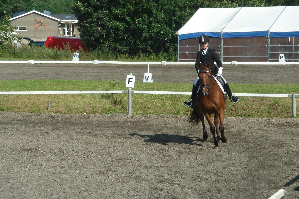 DSP Bæklunds Anizette - Første stævne<3 billede 6