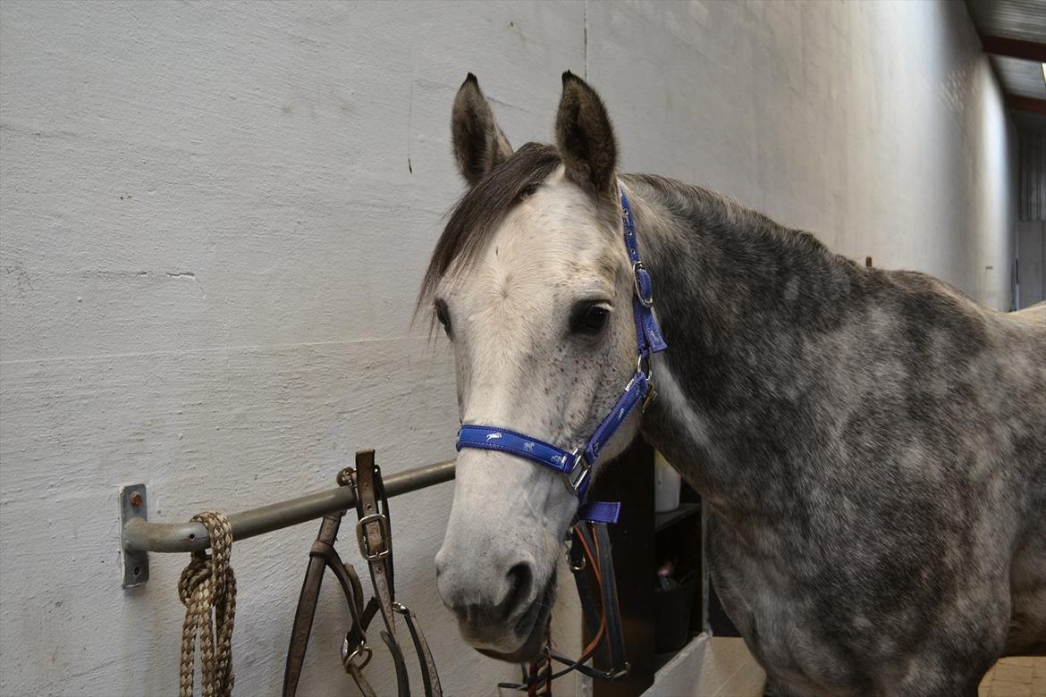Anden særlig race Felix  (redet) - Foto: Mig billede 2