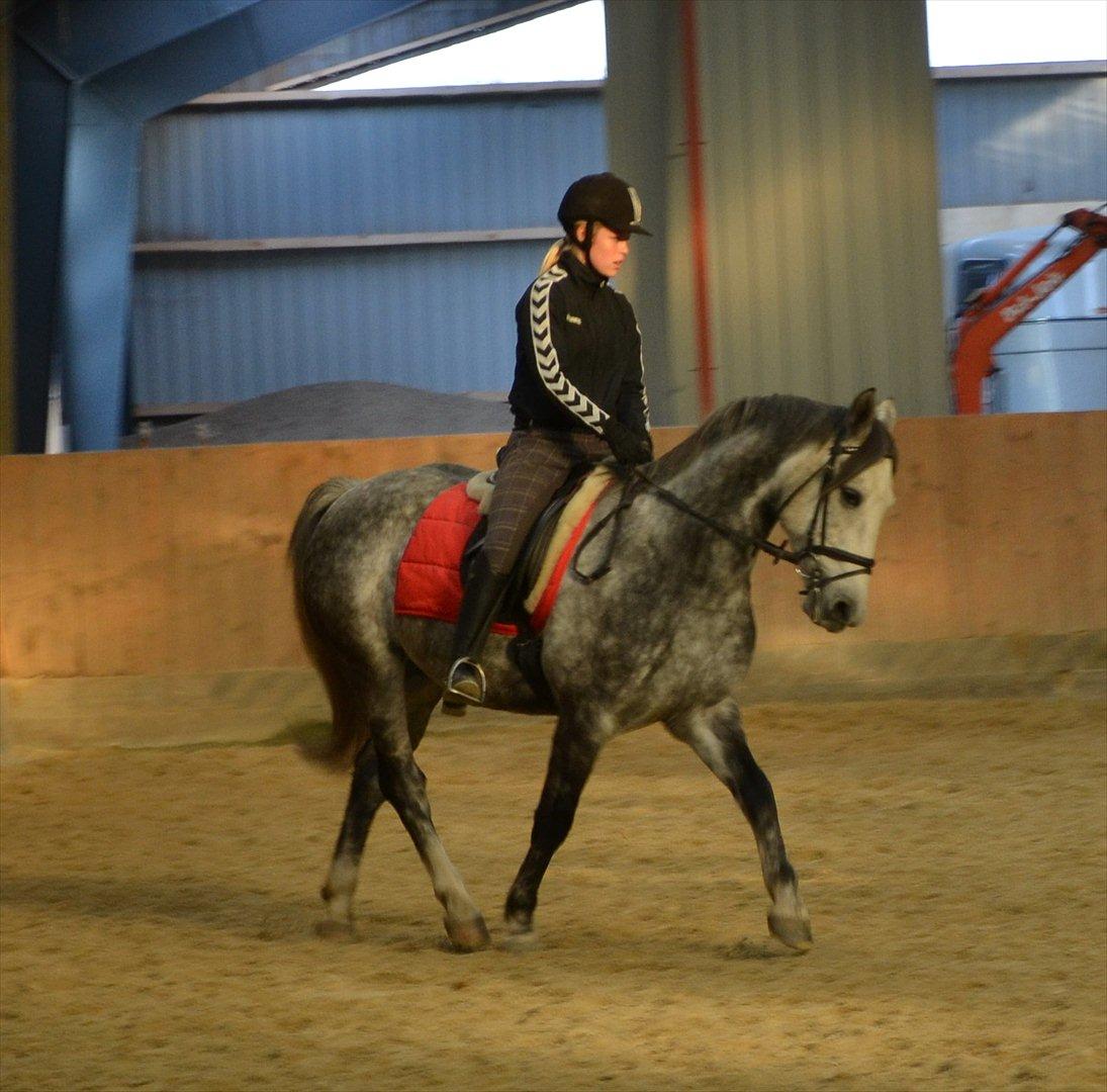 Anden særlig race Felix  (redet) - Foto: Maria billede 3