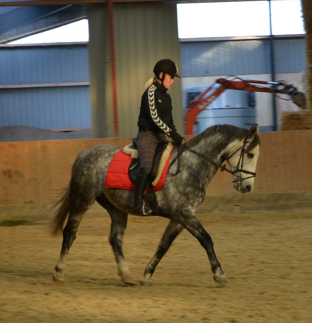 Anden særlig race Felix  (redet) - Foto: Maria billede 4