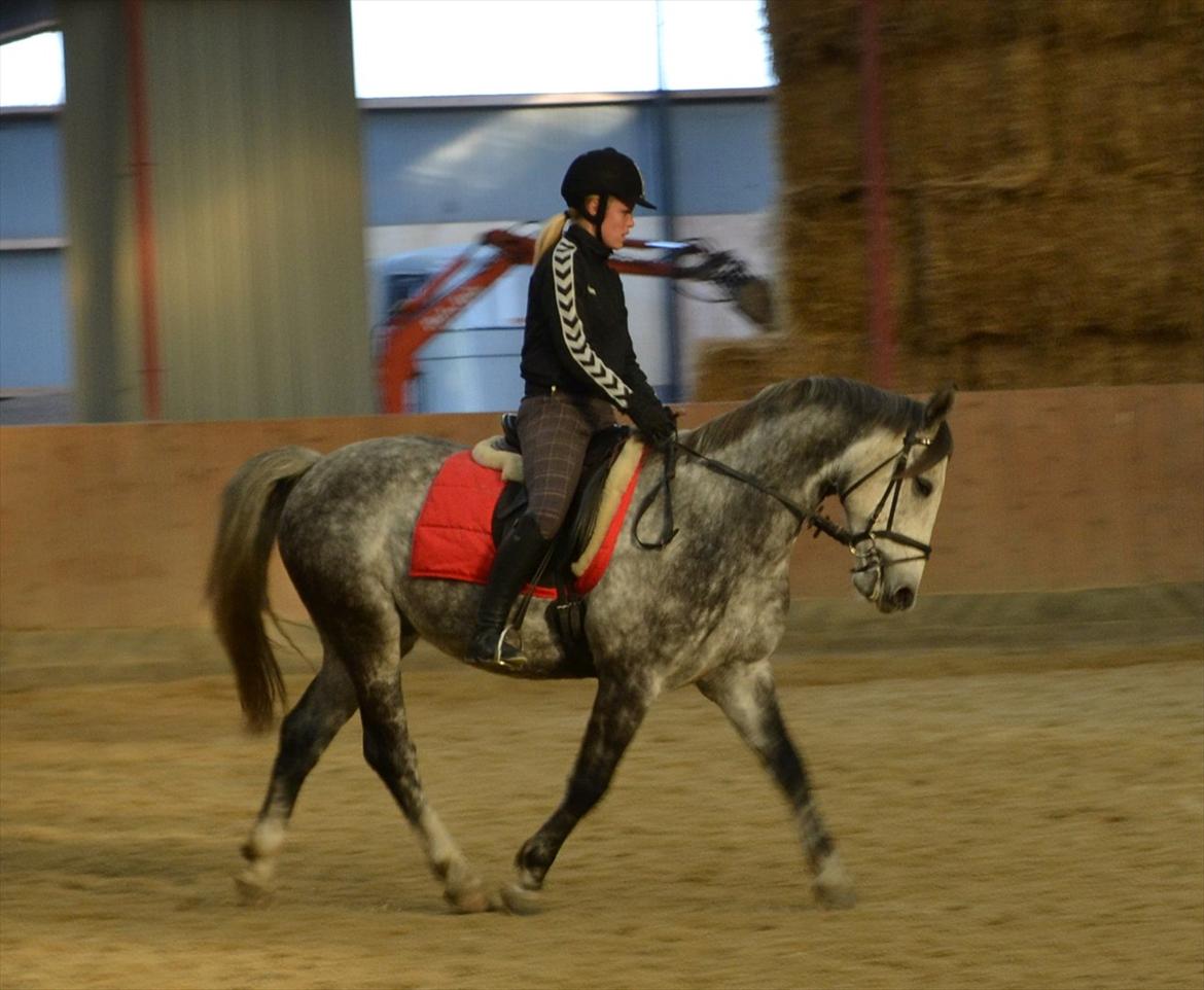 Anden særlig race Felix  (redet) - Foto: Maria billede 5