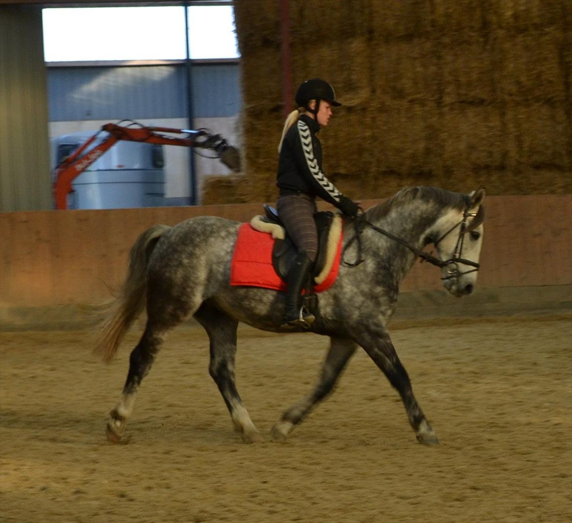 Anden særlig race Felix  (redet) - Foto: Maria billede 6