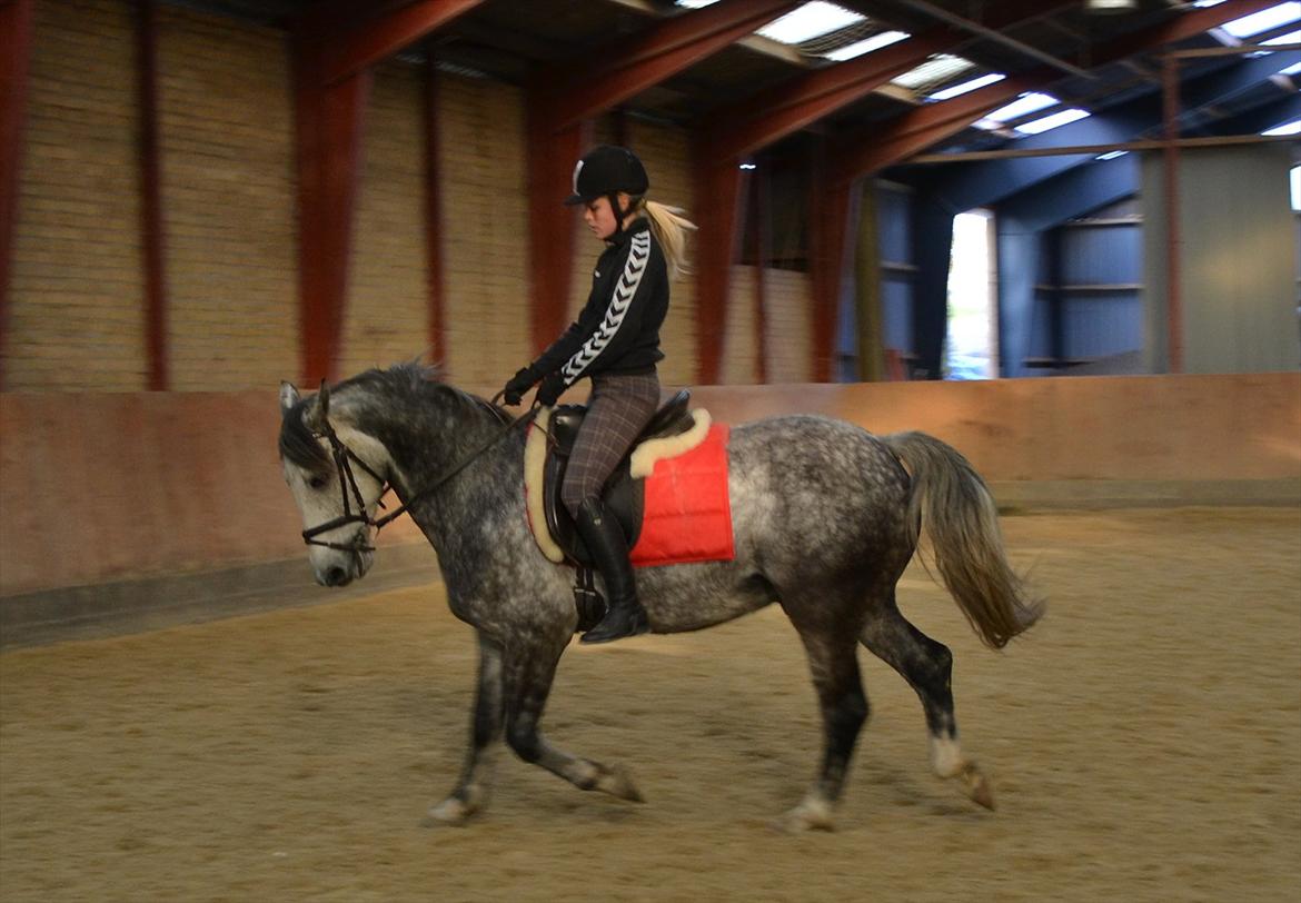 Anden særlig race Felix  (redet) - Foto: Maria billede 7