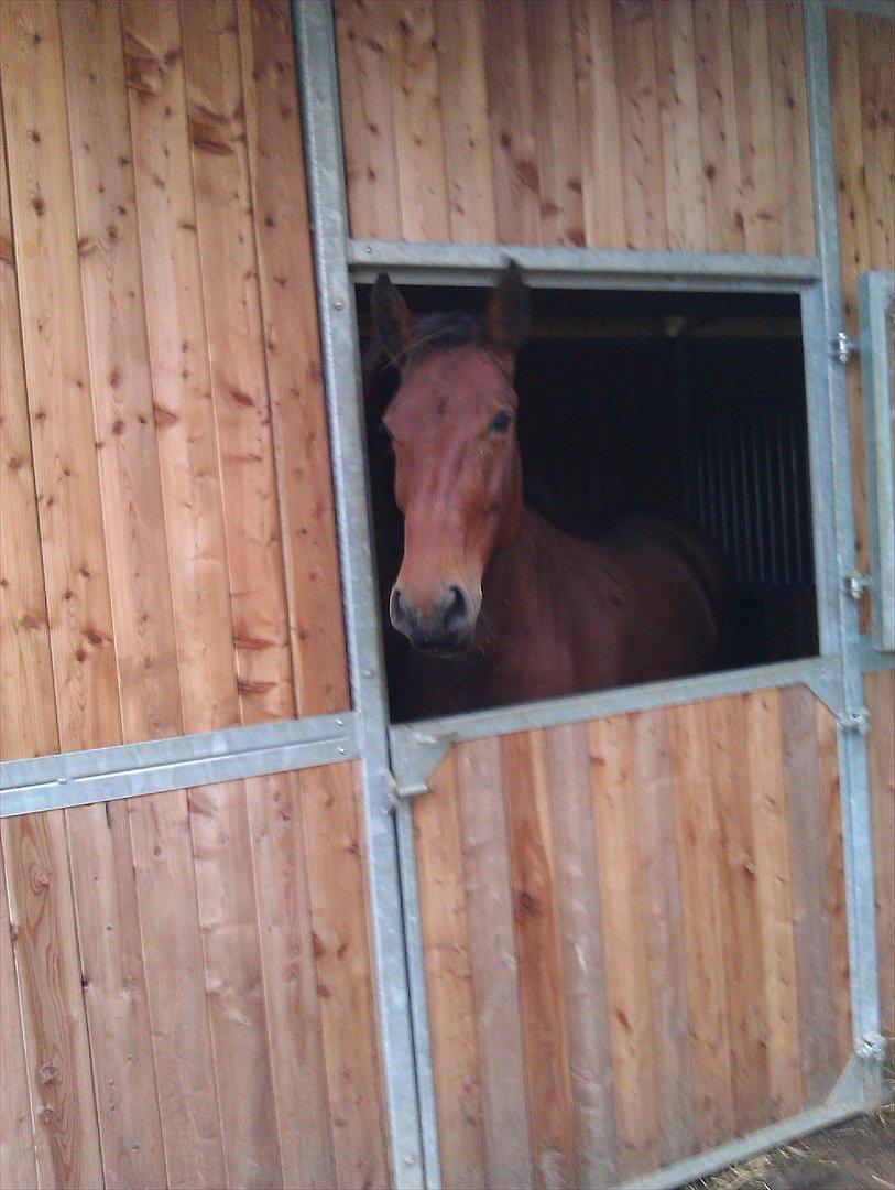 Anden særlig race Ziva Davîd  - August 2011 billede 12