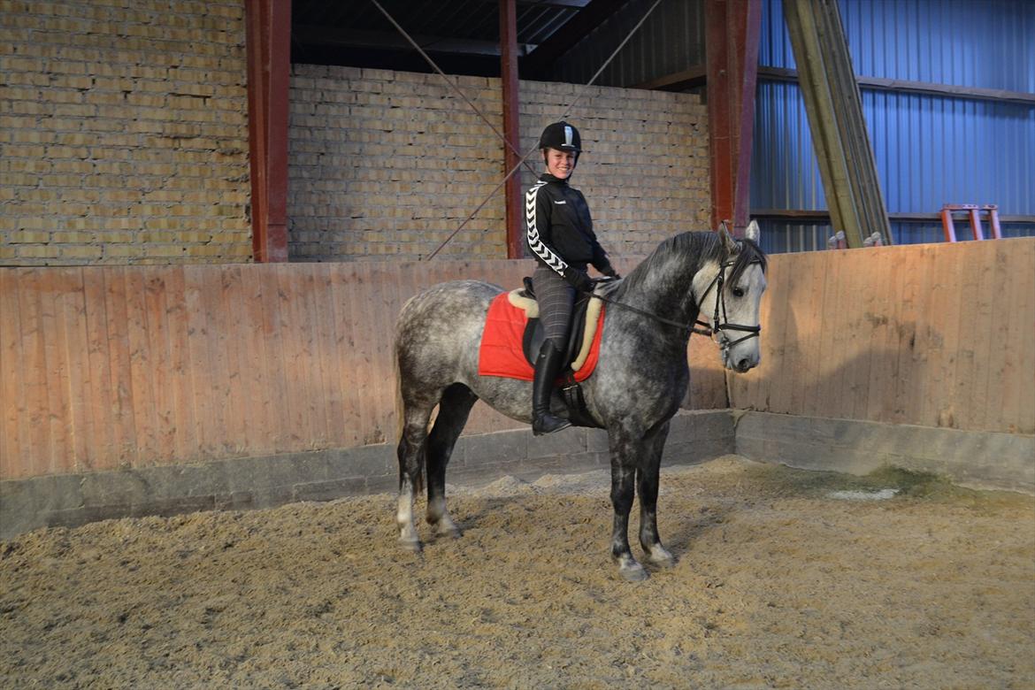 Anden særlig race Felix  (redet) billede 9