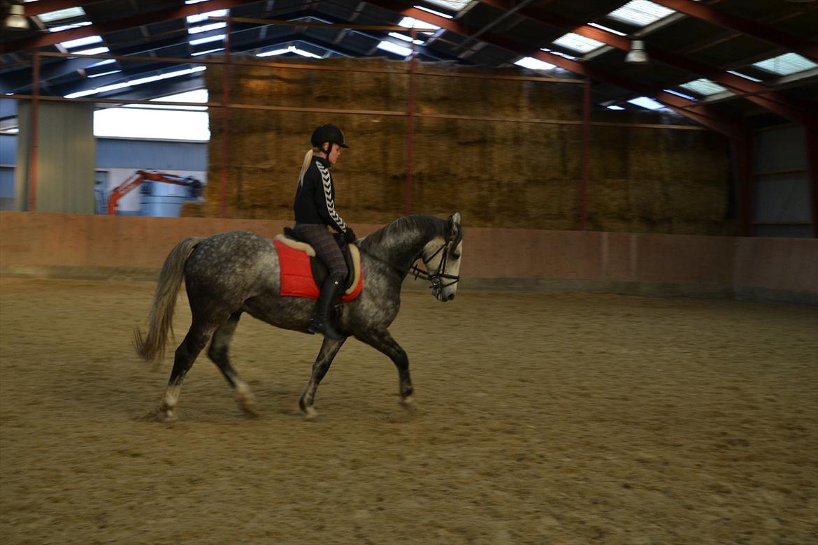 Anden særlig race Felix  (redet) - Foto: Maria billede 10
