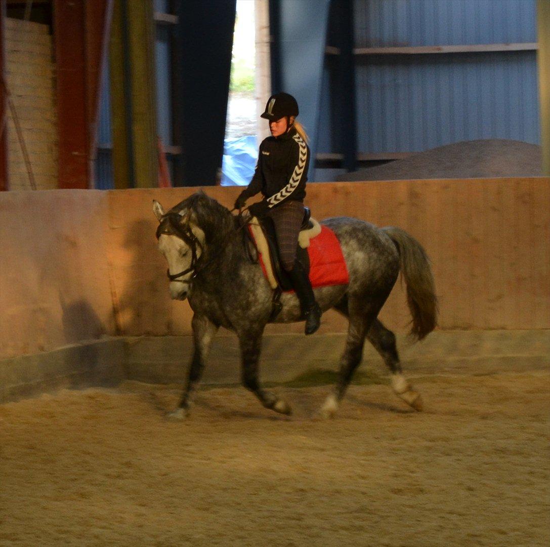 Anden særlig race Felix  (redet) - Foto: Maria billede 11