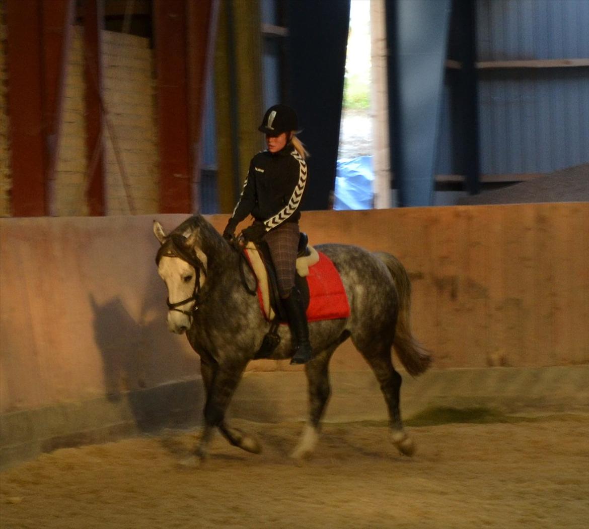 Anden særlig race Felix  (redet) - Foto: Maria billede 12