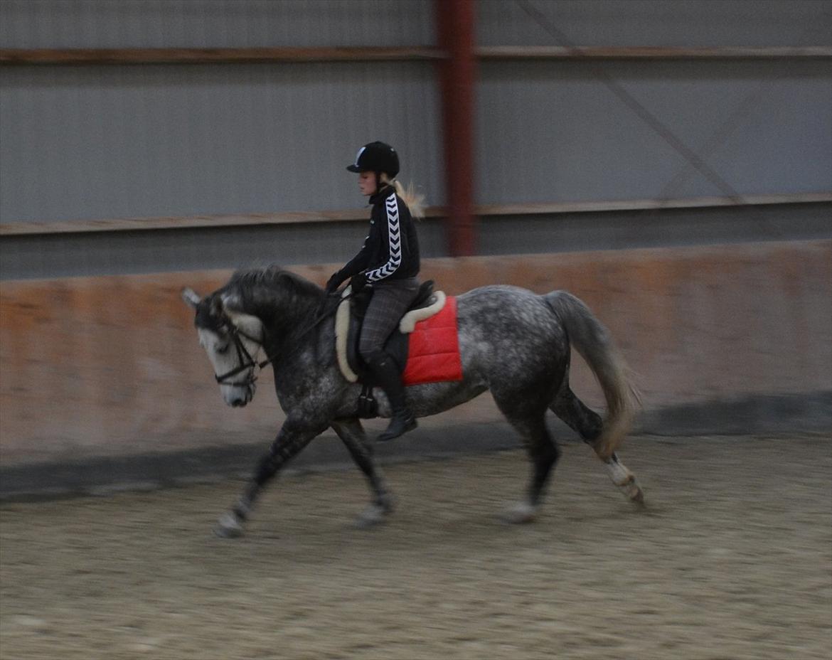 Anden særlig race Felix  (redet) - Foto: Maria billede 13