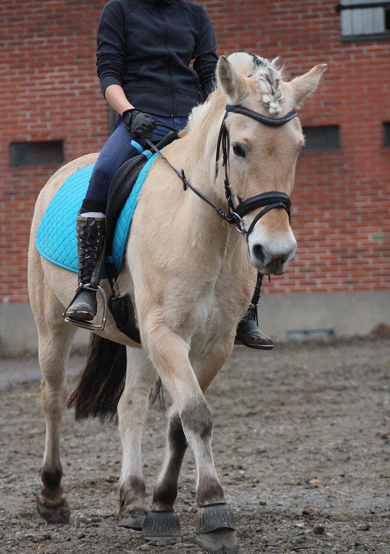 Fjordhest Bibi  - Coming together is a beginning. Keeping together is a progress. Working together is a succes! billede 19