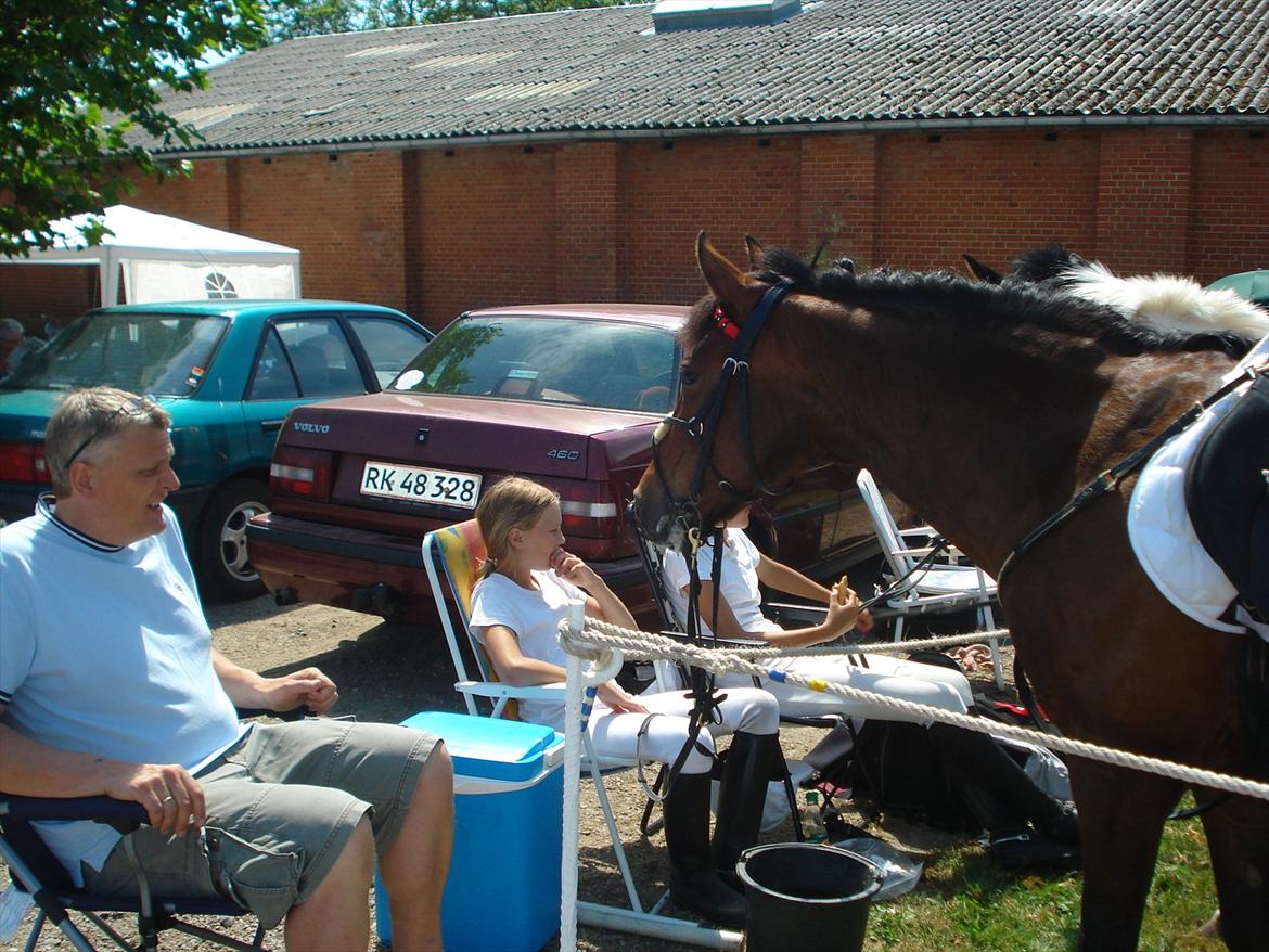 New Forest Alina - til Sønderborg ringridning i den store pause  billede 10