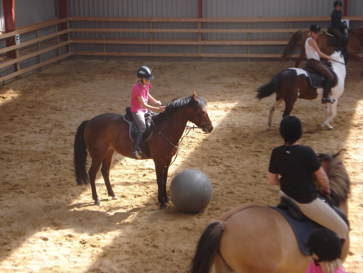 New Forest Alina - Ridelejer  billede 7