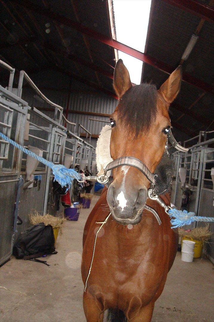 DSP Bæklunds Anizette - XD billede 2