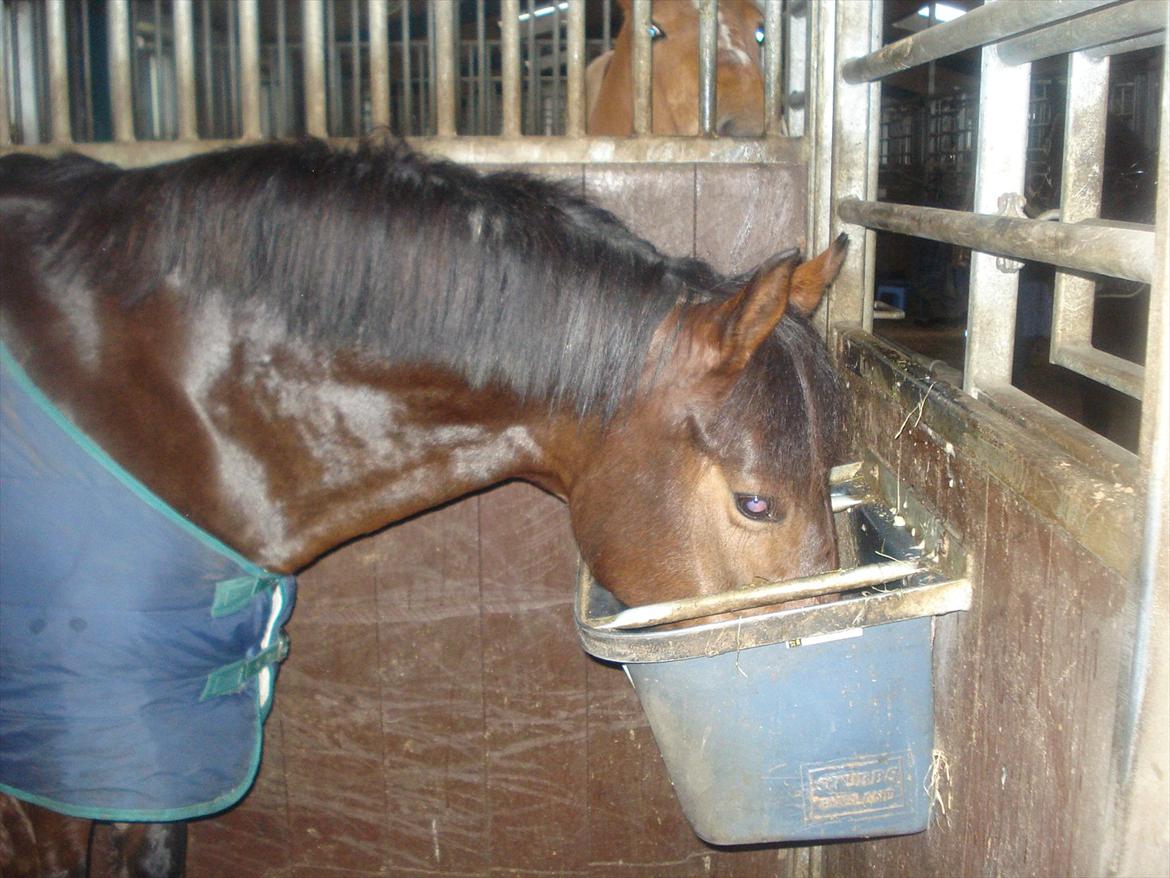 New Forest Alina billede 4