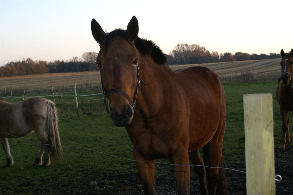 Traver Major billede 1