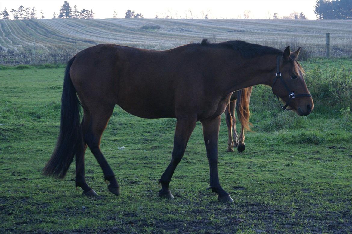 Traver Major billede 2