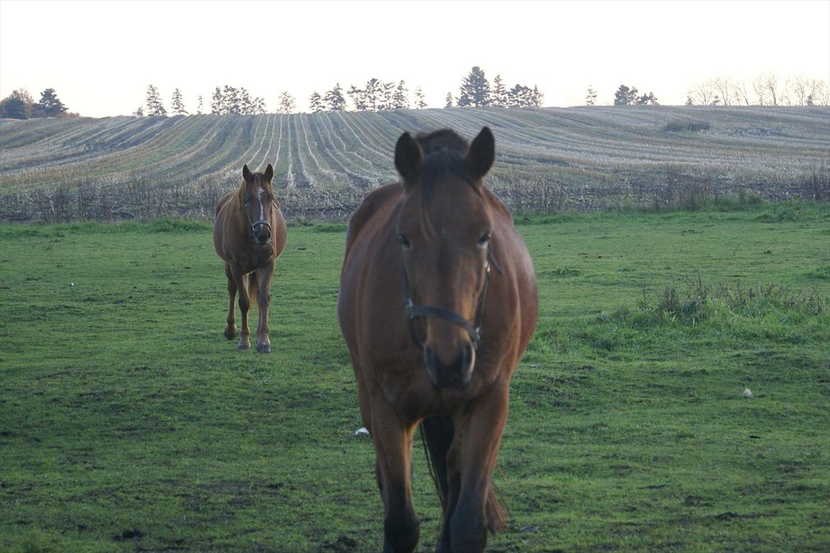 Traver Major billede 3