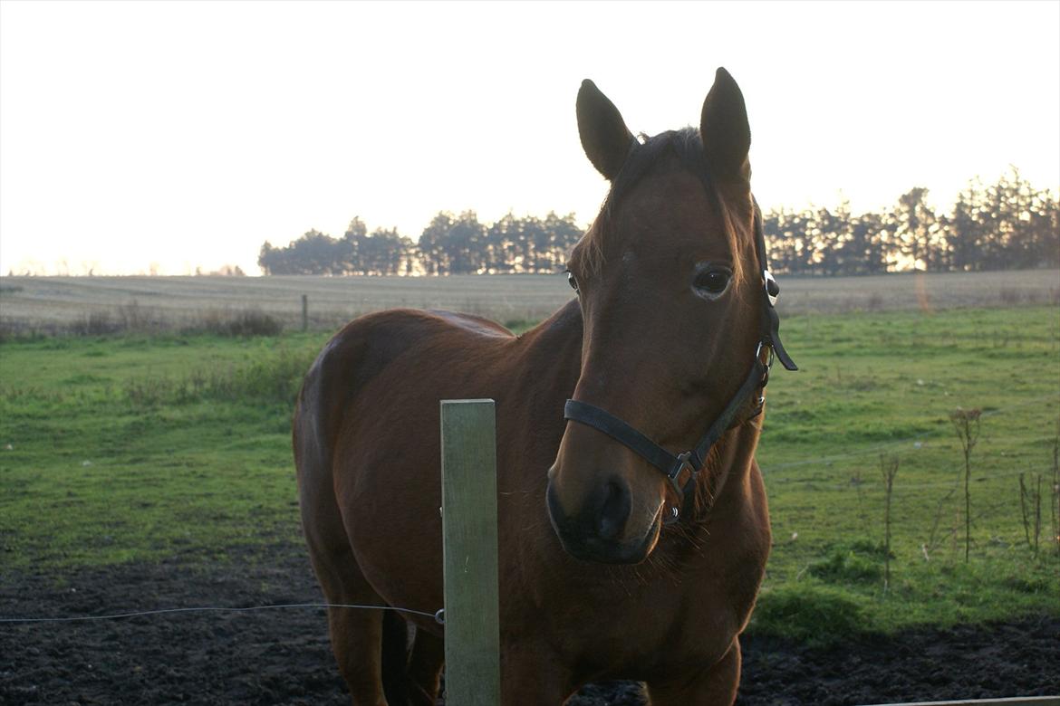 Traver Major billede 5