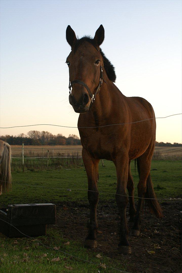 Traver Major billede 6