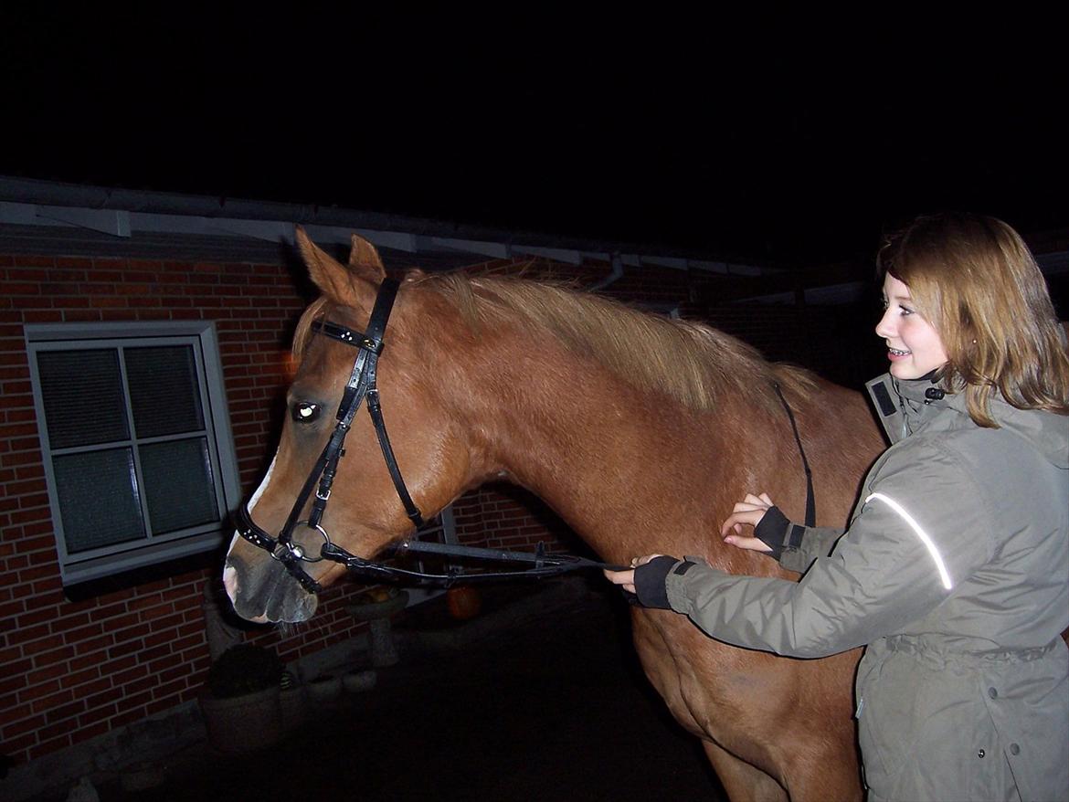 Arabisk fuldblod (OX) ZA-KAGO OX - Nyt hovedtøj+kort man!<3. billede 14