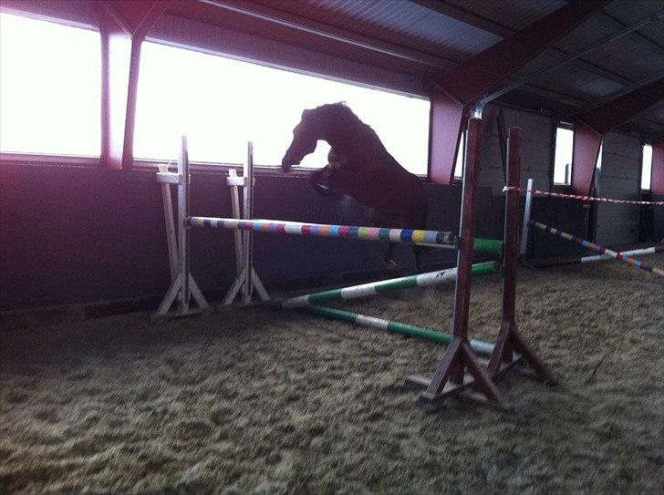 DSP Vestegaard Malifie B-pony - Mali hopper 120cm i løsspringning :) billede 10