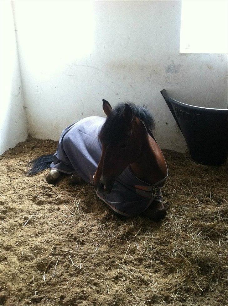 DSP Vestegaard Malifie B-pony - Mali blev lidt træt :D billede 18