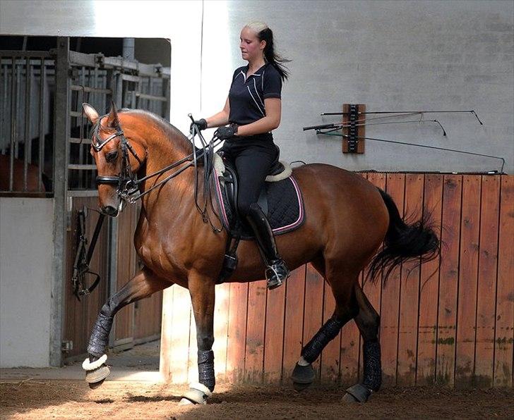 Dansk Varmblod Moesgaards Azia *solgt* billede 18