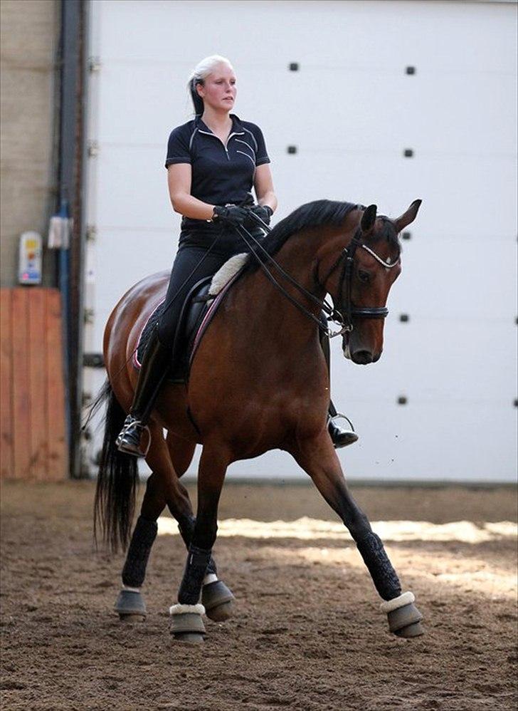 Dansk Varmblod Moesgaards Azia *solgt* billede 19