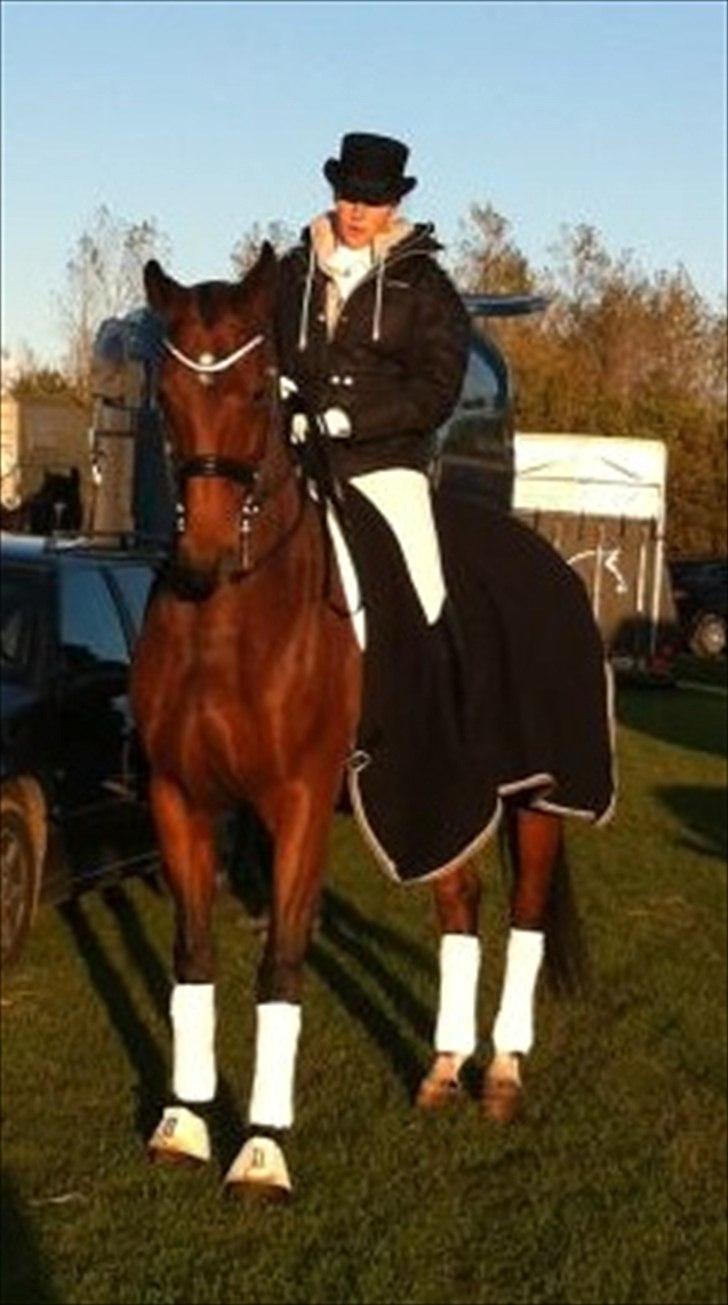 Dansk Varmblod Moesgaards Azia *solgt* billede 20