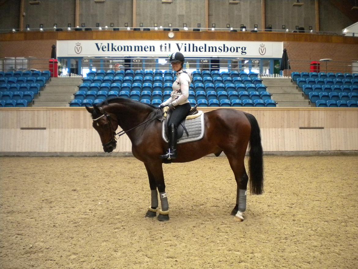 Dansk Varmblod Markgårds Donnewind - Samling med landstræneren på Vilhemsborg 30. oktober 2011 billede 18